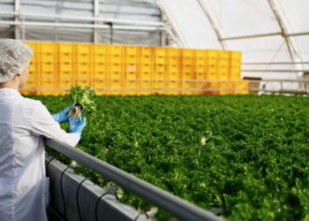 Morocco agri-food industry